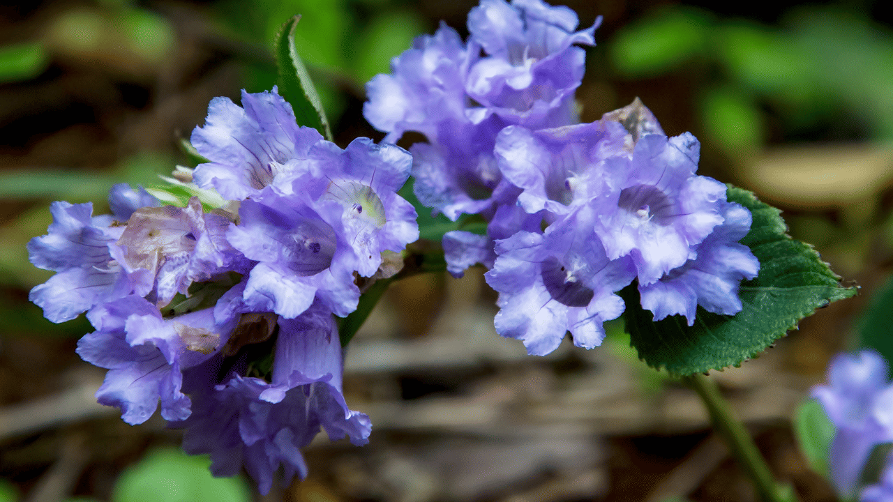 2024 ഓഗസ്റ്റിൽ ഇന്റർനാഷണൽ യൂണിയൻ ഫോർ കൺസർവേഷൻ ഓഫ് നേച്ചർ (ഐയുസിഎൻ) ഭീഷണി നേരിടുന്ന ജീവികളുടെ ഔദ്യോഗിക റെഡ് ലിസ്റ്റിൽ നീലക്കുറിഞ്ഞിയെ ഉൾപ്പെടുത്തിയതുമായി ബന്ധപ്പെട്ട് എൻജിടി സ്വമേധയാ എടുത്ത കേസ് പരിഗണിക്കവെയാണ് ഈ വിവരങ്ങൾ പുറത്തുവിട്ടത്.