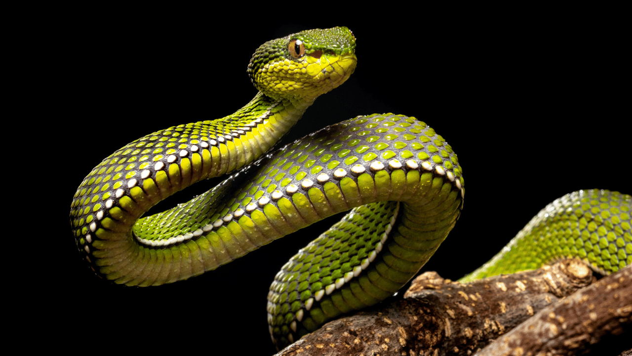 കേരളം ഒരു "നാഗഭൂമി" ആയാണ് അറിയപ്പെടുന്നത്, ഇതിന് പിന്നിൽ പരശുരാമ ഐതിഹ്യത്തിന് വലിയ പങ്കുണ്ട്. പരശുരാമൻ കടലിൽ നിന്ന് വീണ്ടെടുത്ത ഭൂമിയിൽ നാഗങ്ങൾ വസിച്ചിരുന്നെന്നും, അവരെ പ്രീതിപ്പെടുത്താൻ നാഗരാജാവായ വാസുകിയുടെ നിർദ്ദേശപ്രകാരം ഓരോ വീട്ടിലും സർപ്പക്കാവുകൾ സ്ഥാപിച്ച് ആരാധന തുടങ്ങിയെന്നുമാണ് വിശ്വാസം. ഇത് പാമ്പുകൾക്ക് ദൈവീക പദവി നേടിക്കൊടുത്തു