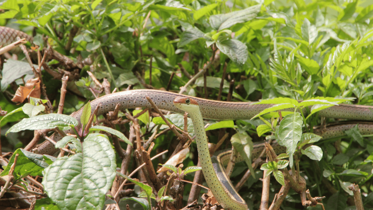 ആവാസവ്യവസ്ഥ: പൊതുവെ, വിജനമായതും മനുഷ്യന്റെ ശല്യമില്ലാത്തതുമായ പ്രദേശങ്ങളാണ് പാമ്പുകൾക്ക് ഇഷ്ടം. മുളങ്കാടുകൾ അത്തരം ഒരന്തരീക്ഷം നൽകാറുണ്ട്.