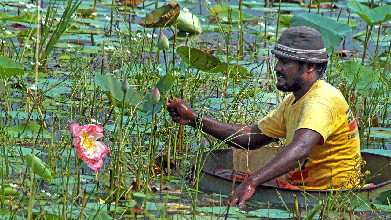 തടാകത്തിലേക്ക് മാലിന്യം എത്തുന്നത് തടയാനും അധികൃതർ ശ്രമിക്കുന്നുണ്ട്. ഇത് പ്രദേശവാസികൾക്ക് വരുമാനവും പ്രകൃതിക്ക് പുതു ജീവനും നൽകുന്നു.