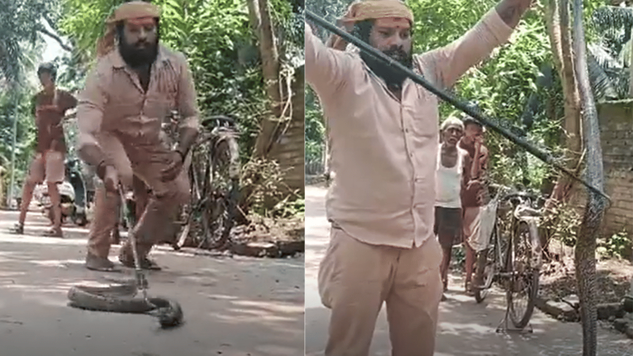 Viral story: നാല് കോഴികളെ വിഴുങ്ങിയ ഭീമൻ പാമ്പ് ....വിഴുങ്ങിയതിനെ പുറത്തെത്തിച്ച് മറ്റൊരു വിരുതൻ