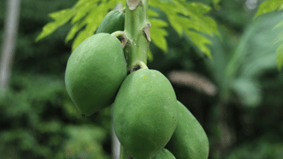 Hair Growth Tips: രാത്രിയില്‍ എണ്ണ തേച്ച് കിടക്കുന്നത് മുടി വളര്‍ച്ചയ്ക്ക് സഹായിക്കുമോ?