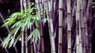 Snakes at Bamboo: ഇല്ലിക്കാടുകളിൽ പാമ്പ് ഒളിഞ്ഞിരിപ്പുണ്ട്, പോവരുതേ.. എന്ന് മുതിർന്നവർ പറയാറുണ്ടോ? സത്യാവസ്ഥ ഇങ്ങനെ