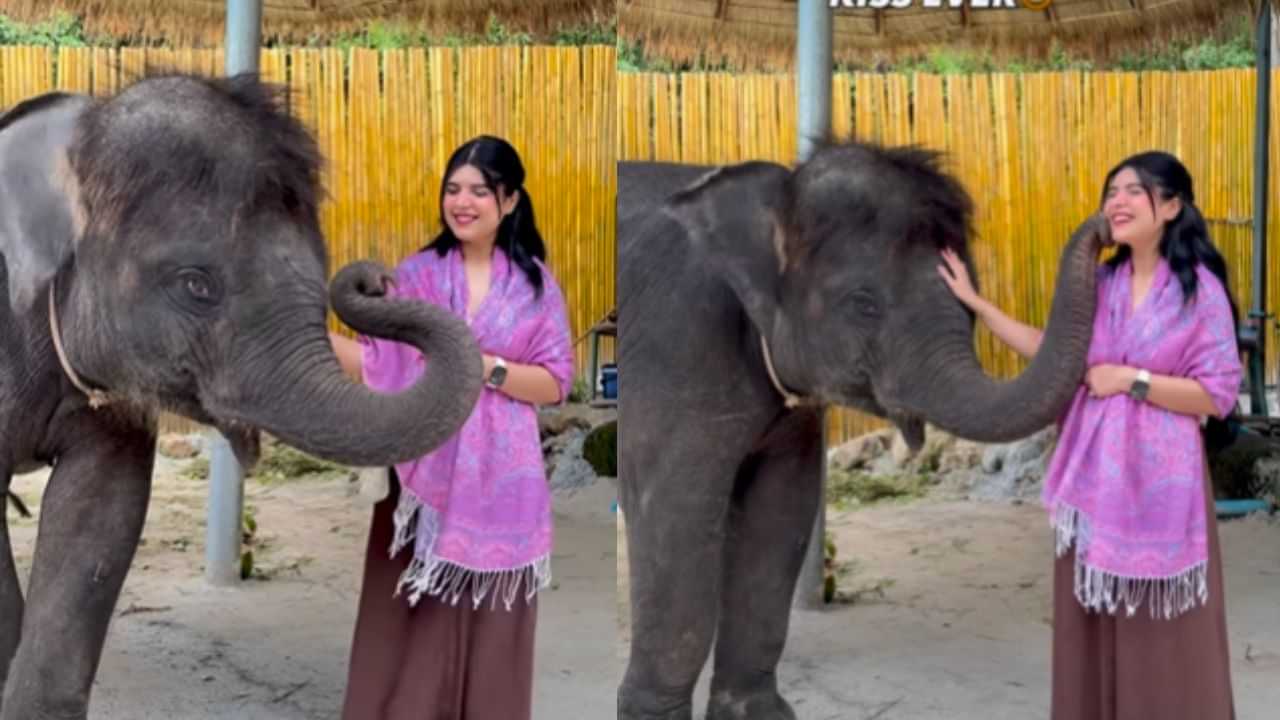 Viral Video: സന്ദര്ശകയുടെ കവിളില് മുത്തം വെച്ച് ആനക്കുട്ടി; വീഡിയോ ഏറ്റെടുത്ത് നെറ്റിസണ്സ് Viral Video: സന്ദര്ശകയുടെ കവിളില് മുത്തം വെച്ച് ആനക്കുട്ടി; വീഡിയോ ഏറ്റെടുത്ത് നെറ്റിസണ്സ്