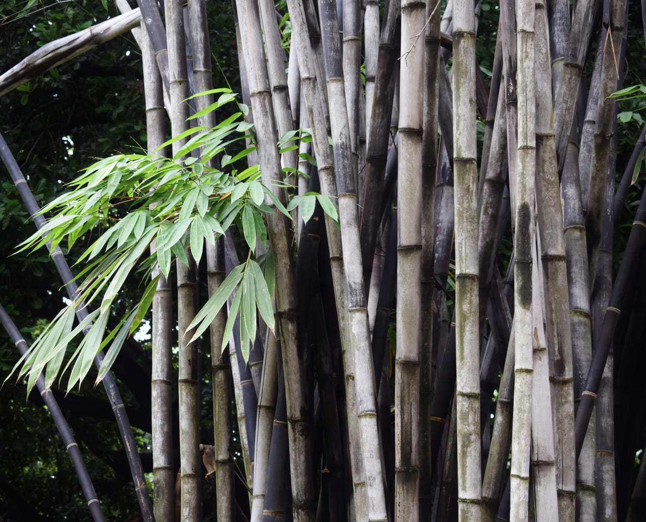 ഒരു ഭംഗിക്ക് മേശയിലൊരു അലങ്കാര മുള വെക്കുന്നതൊക്കെ ഇപ്പോൾ പതിവാണ്. മിക്കവാറും വീടുകളിലും ഓഫീസുകളിലും ഇത് കാണാം.
