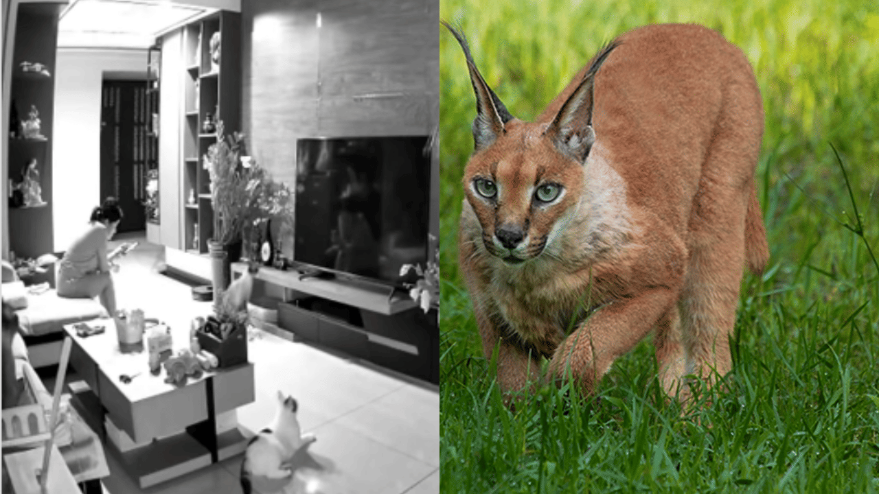 Viral video: ദുരന്തം മുന്കൂട്ടി കണ്ട് പൂച്ചകള്; സ്ത്രീ അത്ഭുതകരമായി രക്ഷപ്പെട്ടു Viral video: ദുരന്തം മുന്കൂട്ടി കണ്ട് പൂച്ചകള്; സ്ത്രീ അത്ഭുതകരമായി രക്ഷപ്പെട്ടു