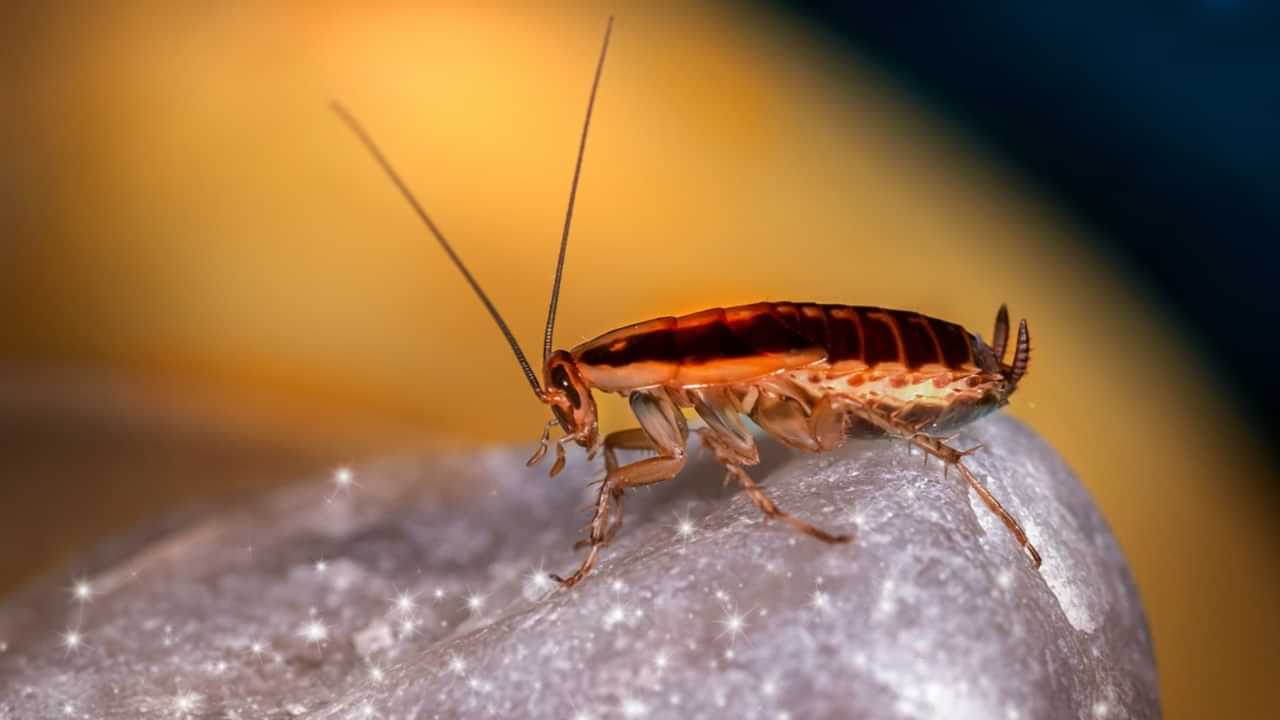 Spy Cockroaches: എഐ റോബോട്ടുകള് മുതല് ചാരവൃത്തിയ്ക്കായി പാറ്റകള് വരെ; ഞെട്ടിക്കാനൊരുങ്ങി ജര്മന് കമ്പനി Spy Cockroaches: എഐ റോബോട്ടുകള് മുതല് ചാരവൃത്തിയ്ക്കായി പാറ്റകള് വരെ; ഞെട്ടിക്കാനൊരുങ്ങി ജര്മന് കമ്പനി