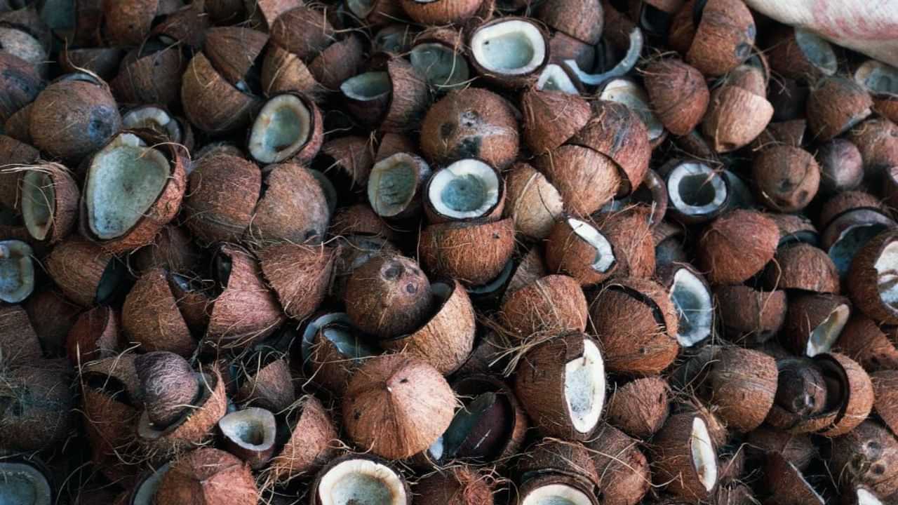 Coconut Shell Price: തേങ്ങയ്ക്ക് മാത്രമല്ല ചിരട്ടയ്ക്കുമുണ്ട് പൊന്നുംവില; കുതിപ്പ് തുടരുന്നു