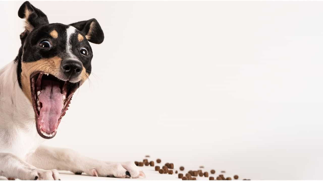 Viral News : വളർത്തുനായയുടെ കടിയേറ്റു; പത്ത് വർഷങ്ങൾക്ക് ശേഷം ലഭിച്ചത് 15 ലക്ഷം രൂപ നഷ്ടപരിഹാരം