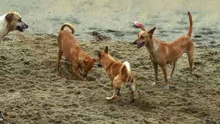 Donald Trump Tariff Threat: ദേശീയ താത്പര്യം സംരക്ഷിക്കാന്‍ നടപടികള്‍ സ്വീകരിക്കും; ട്രംപിന്റെ തീരുവ ഭീഷണി വിലയ്‌ക്കെടുക്കാതെ ഇന്ത്യ