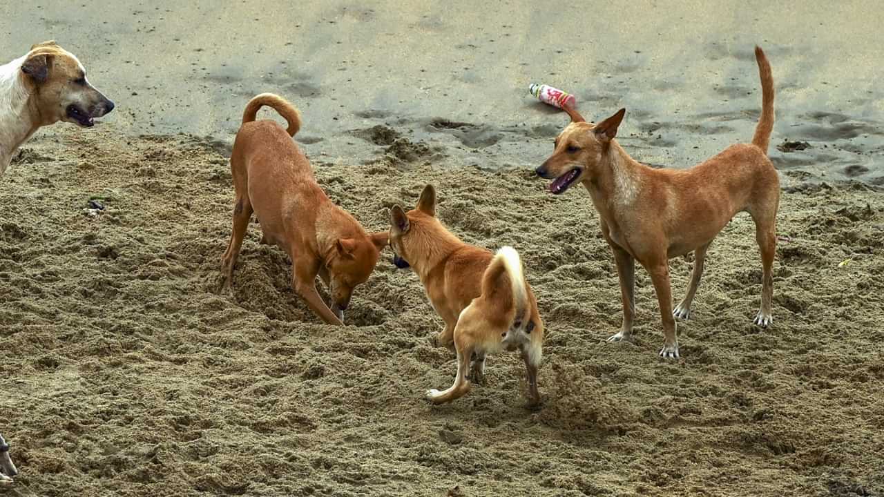 Dog Attack: പ്രഭാത നടത്തത്തിനിടെ നായയുടെ ആക്രമണം; യുവതിക്ക് ഗുരുതര പരിക്ക്‌