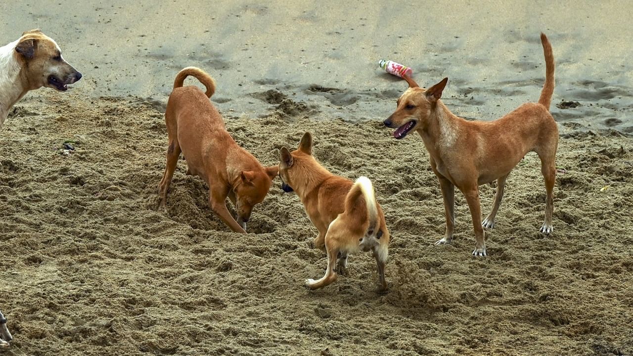 Dog Attack: പ്രഭാത നടത്തത്തിനിടെ നായയുടെ ആക്രമണം; യുവതിക്ക് ഗുരുതര പരിക്ക്‌