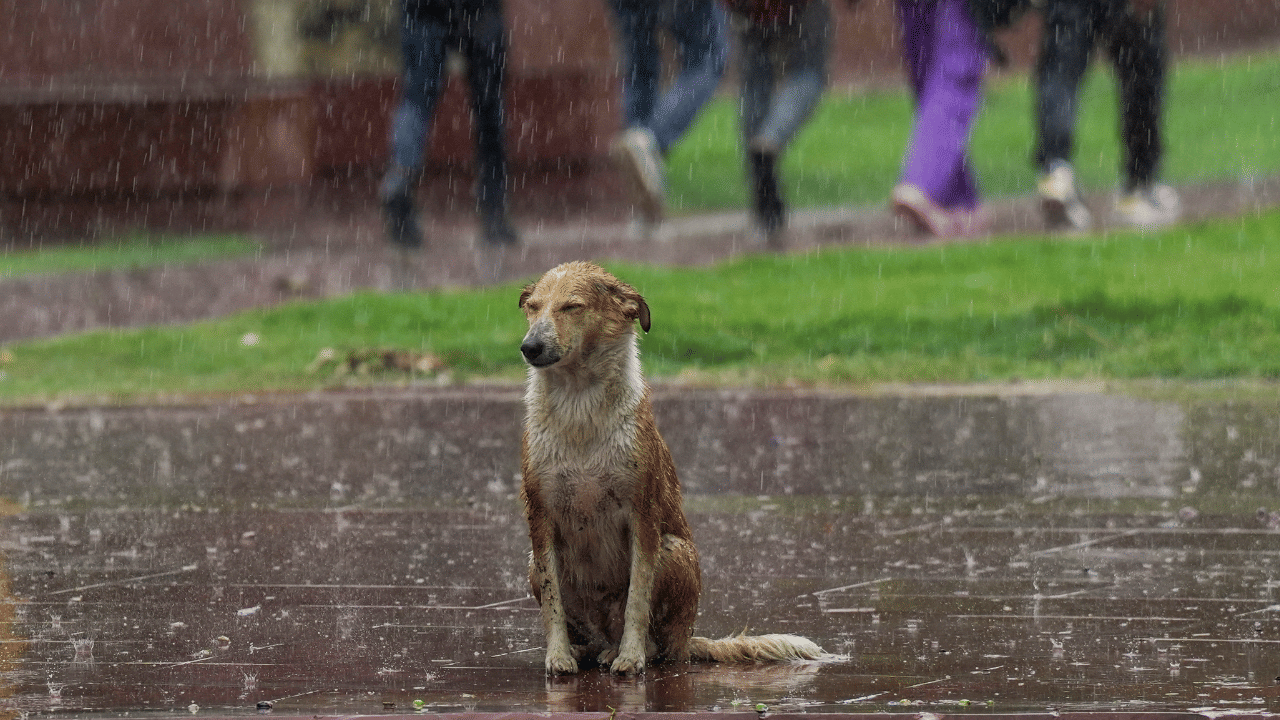 Dog euthanasia: തെരുവു നായ്ക്കൾക്കും ദയാവധം: വെറ്ററിനറി സർജന്റെ സാക്ഷ്യപത്രം വേണം, മറ്റു നിർദ്ദേശങ്ങൾ ഇങ്ങനെ
