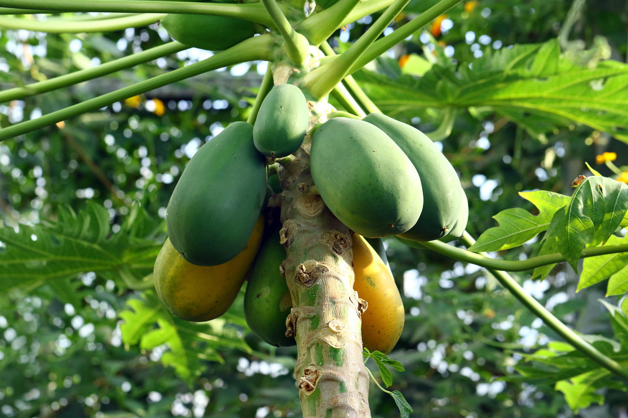 പപ്പെയ്ൻ എന്ന എൻസൈമിന്റെ സഹായത്താൽ പച്ച പപ്പായ ജ്യൂസ് നിങ്ങളുടെ ദഹനം മെച്ചപ്പെടുത്തുന്നു. ഏത് ഭക്ഷണവും വേ​ഗത്തിൽ ആഗിരണം ചെയ്യുകയും ദഹിപ്പിക്കുകയും ചെയ്യുന്നു. പിന്നീട് വയറു വീർക്കുകയോ മന്ദത അനുഭവപ്പെടുകയോ ചെയ്യുകയും ഇല്ല. ഇത് പതിവായി കുടിക്കുന്നത് ദഹനക്കേട്, അസിഡിറ്റി, മലബന്ധം തുടങ്ങിയ പ്രശ്നങ്ങൾ ഇല്ലാതാക്കാൻ സഹായിക്കും.
