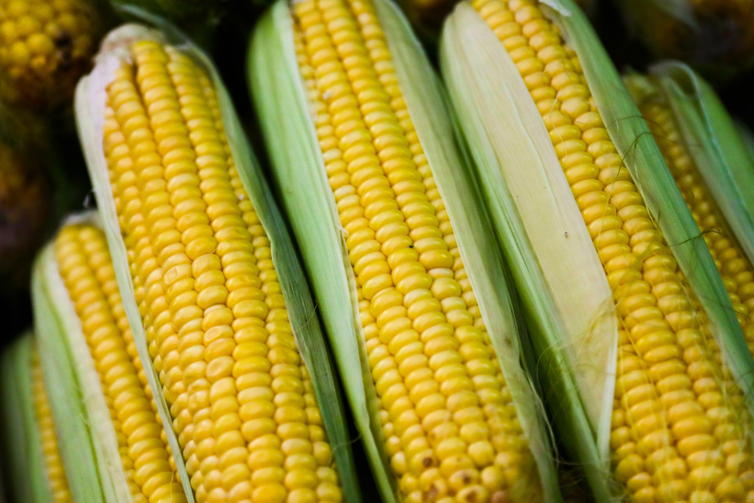 പ്രമേഹമുള്ളവർക്ക് ചോർ കഴിക്കുന്നതിനേക്കാൾ ചോളമാണ് നല്ലത്, കാരണം അതിൽ നാരുകളുടെ അളവ് കൂടുതലാണ്, കൂടാതെ രക്തത്തിലെ പഞ്ചസാരയുടെ അളവ് മന്ദഗതിയിലാക്കുന്നു. കാർബോഹൈഡ്രേറ്റുകളുടെ ദഹനവും ആഗിരണവും മന്ദഗതിയിലാക്കാൻ ഫൈബർ സഹായിക്കുമെന്നും ഇത് രക്തത്തിലെ പഞ്ചസാരയുടെ അളവ് നിയന്ത്രിക്കുകയും ചെയ്യുന്നു. (Image Credits: GettyImages/PTI)