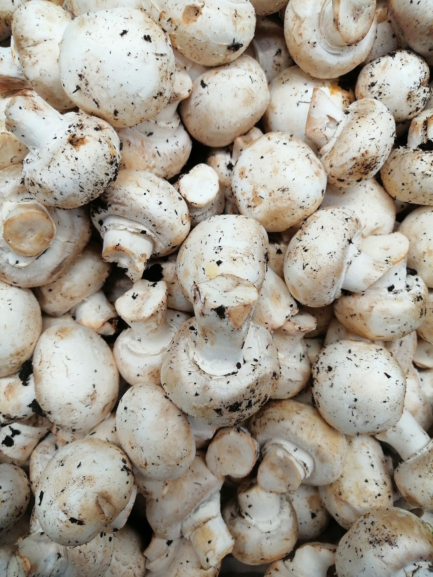 കൂൺ എല്ലാവർക്കും ഇഷ്ടമുള്ള ഒരു ഭക്ഷണമാണ്. കറിയായും തോരനായും സൂപ്പായും എല്ലാം ഇവ ഉപയോഗിക്കാം. വിപണികളിലും സുലഭമാണ്. ഉയർന്ന അളവിൽ നാരുകൾ, കുറഞ്ഞ കലോറി, ആന്റിഓക്സിഡന്റുകൾ എന്നിവയാൽ സമ്പുഷ്ടമായ കൂൺ ആഴ്ച്ചയിൽ ഒരിക്കലെങ്കിലും കഴിക്കുന്നത് വളരെ നല്ലതാണ്. എന്നാൽ കൂണിൽ വൈറ്റമിൻ ഡി വളരെ കുറവാണെന്ന് പറയപ്പെടുന്നു. (Image Credits: Gettyimages)