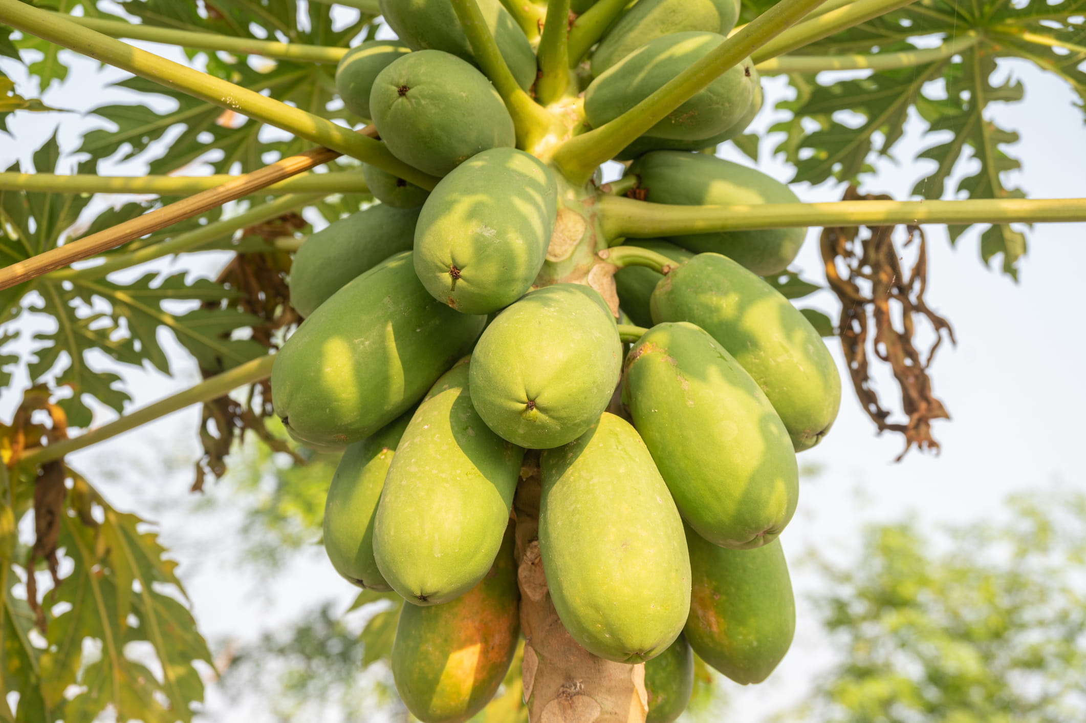 തിളക്കമുള്ളതും മൃദുവായതുമായ ചർമ്മം ലഭിക്കാനുള്ള എളുപ്പവഴിയാണ് പപ്പായ ജ്യൂസ്. ആന്റിഓക്‌സിഡന്റുകൾ, വിറ്റാമിൻ എ എന്നിവയ്‌ക്ക് പുറമേ, പപ്പായ ജ്യൂസിൽ വിറ്റാമിൻ സിയും നിറഞ്ഞിരിക്കുന്നു, ഇത് ശരീരത്തിലെ ഓക്‌സിഡേറ്റീവ് സമ്മർദ്ദത്തെ ചെറുക്കും. വാസ്തവത്തിൽ, ഈ ജ്യൂസ് കുടിക്കുന്നത് ചർമ്മത്തിലെ മൃതകോശങ്ങളെ ലയിപ്പിക്കാനും പുതിയ ചർമ്മം നൽകാനും സഹായിക്കും.
