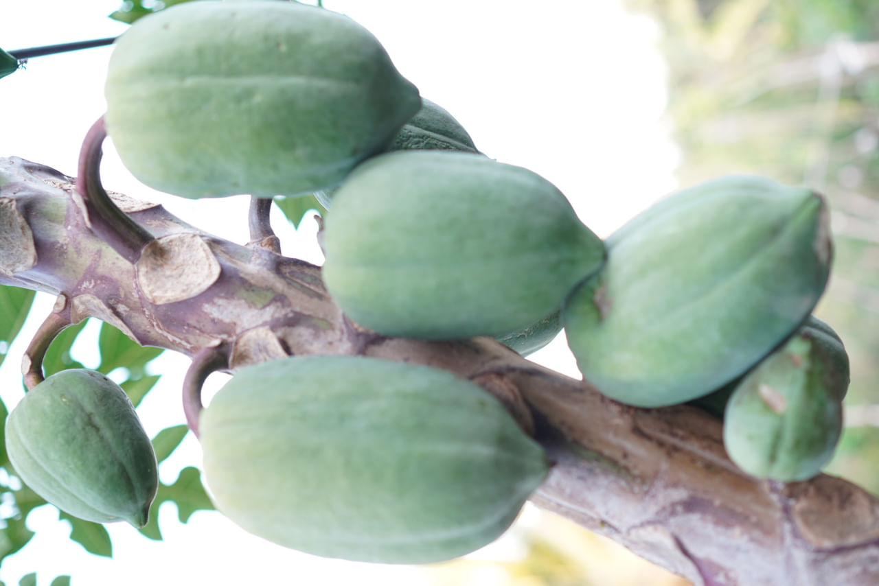 പപ്പായ പച്ചയ്ക്ക് ആണേലും പഴുത്തതാണേലും ആരോഗ്യത്തിന് നിരവധി ഗുണങ്ങൾ നൽകുന്നു. പഴുത്ത പപ്പായ കഴിക്കാനാണ് കൂടുതൽ ആളുകളും താല്പര്യപ്പെടുന്നത്. എന്നാൽ പച്ച പപ്പായ ജ്യൂസ് കുടിച്ച് നോക്കിയിട്ടുണ്ടോ. ജലാംശം നൽകുന്നതിനോടൊപ്പം തന്നെ നിങ്ങളുടെ ആരോഗ്യത്തിന് ആവശ്യമായ എല്ലാം നൽകാൻ ഇതിന് സാധിക്കുന്നു. (Image Credits: Credits: Getty Images)