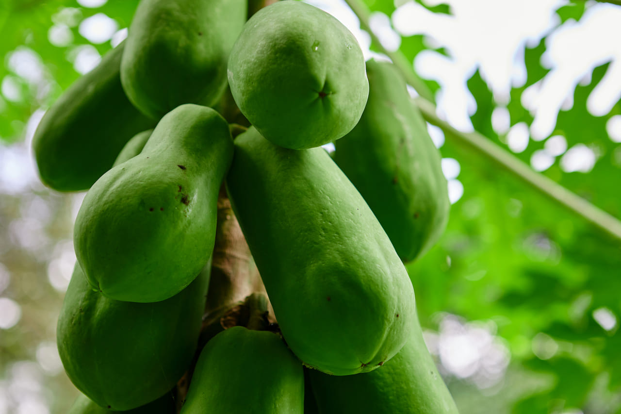 പച്ച പപ്പായയിൽ ഏകദേശം 88 ശതമാനം വെള്ളം അടങ്ങിയിട്ടുണ്ട്, ഇത് ശരീരത്തിലെ ജലാംശം നിലനിർത്തുന്നു. നിങ്ങൾ ഇത് ജ്യൂസാക്കി കഴിക്കുമ്പോൾ, ശരീരത്തെ പോഷിപ്പിക്കുകയും ചെയ്യുന്നു. കൂടാതെ ഇവയ്ക്ക് നേരിയ ഡൈയൂററ്റിക് ഫലവുമുണ്ട്, ഇത് ശരീരത്തിൽ നിന്ന് വിഷവസ്തുക്കളെ നീക്കം ചെയ്യാൻ സഹായിക്കുകയും സ്വാഭാവികമായി തണുപ്പിക്കാൻ സഹായിക്കുകയും ചെയ്യുന്നു.