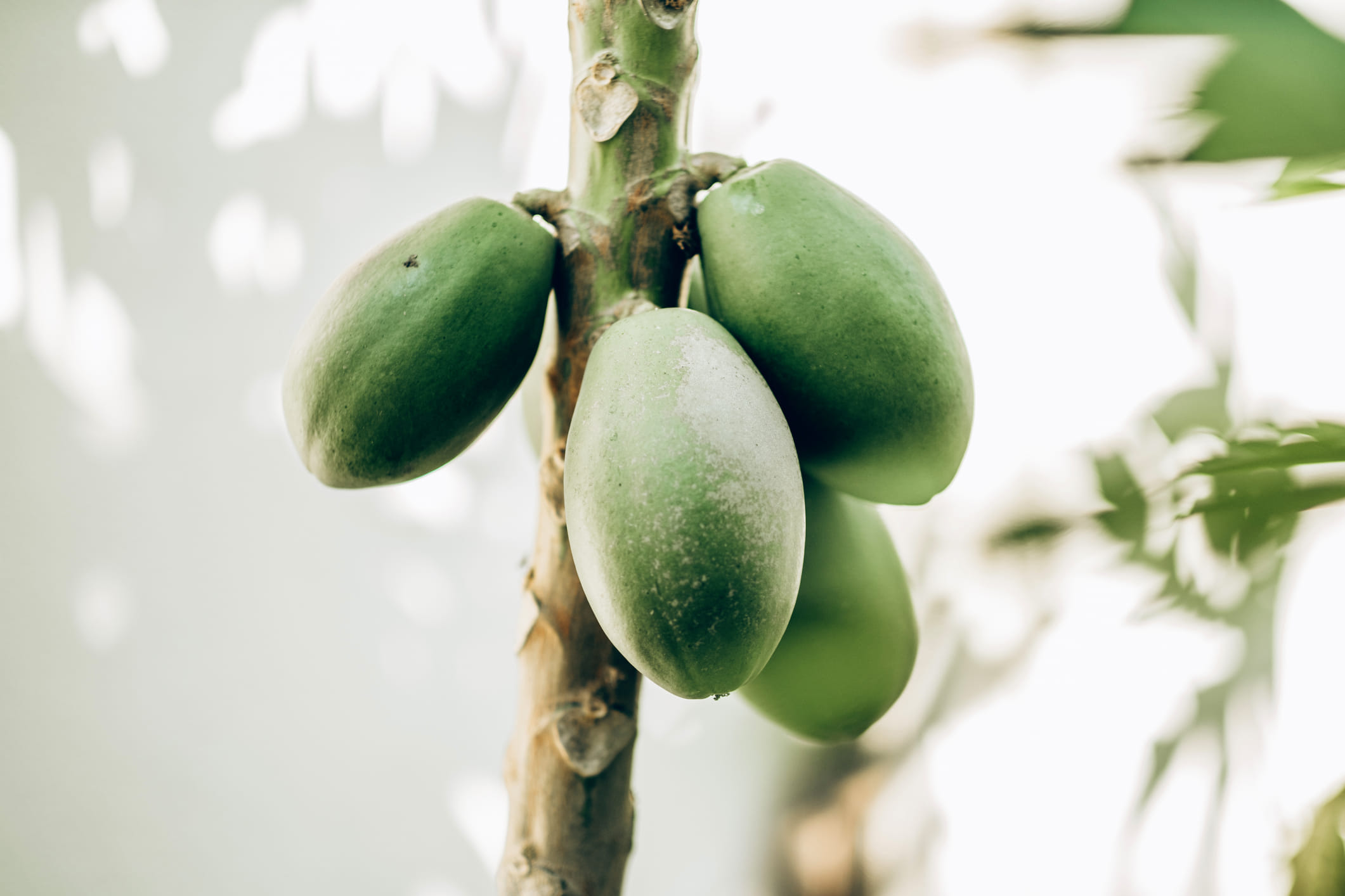 ശരീരഭാരം കുറയ്ക്കാൻ പച്ച പപ്പായ ജ്യൂസ് വളരെ നല്ലതാണ്. ഈ ജ്യൂസ് നാരുകളാലും എൻസൈമുകളാലും നിറഞ്ഞതാണ്, ഇത് മെറ്റബോളിസത്തെയും ദഹനത്തെയും കാര്യക്ഷമമായി നിലനിർത്തുന്നു. കൂടാതെ, പച്ച പപ്പായ ജ്യൂസിൽ കലോറി കുറവാണ്, കൂടാതെ ധാരാളം അന്നജവും അടങ്ങിയിട്ടുണ്ട്. അതിനാൽ, രാവിലെയോ പ്രധാന ഭക്ഷണത്തോടൊപ്പമോ ഈ ജ്യൂസ് കുടിക്കുന്നത് ദഹന പ്രശ്നങ്ങൾ തടയുകയും സുഗമമായ മലവിസർജ്ജനം പ്രോത്സാഹിപ്പിക്കുകയും ചെയ്യും.

