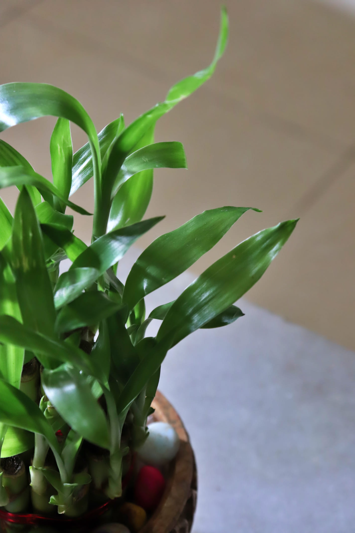 മുള വച്ചിരിക്കുന്ന വെള്ളം പതിവായി മാറ്റണം, പ്രത്യേകിച്ച് 7 മുതൽ 10 ദിവസത്തിലൊരിക്കൽ, കെട്ടിക്കിടക്കുന്ന വെള്ളം ചെടിയെ ദോഷകരമായി ബാധിക്കും, സ്ഥലത്ത് നെഗറ്റീവ് എനർജി സൃഷ്ടിക്കുകയും ചെയ്യും.
