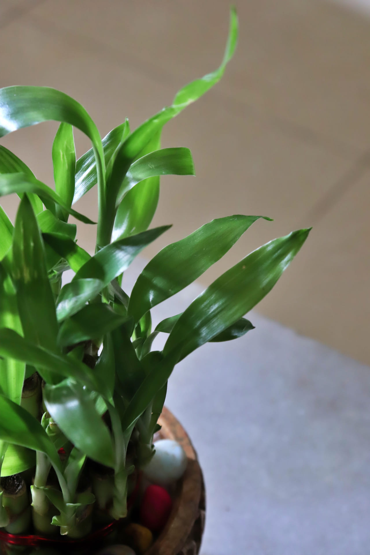 മുള വച്ചിരിക്കുന്ന വെള്ളം പതിവായി മാറ്റണം, പ്രത്യേകിച്ച് 7 മുതൽ 10 ദിവസത്തിലൊരിക്കൽ, കെട്ടിക്കിടക്കുന്ന വെള്ളം ചെടിയെ ദോഷകരമായി ബാധിക്കും, സ്ഥലത്ത് നെഗറ്റീവ് എനർജി സൃഷ്ടിക്കുകയും ചെയ്യും.