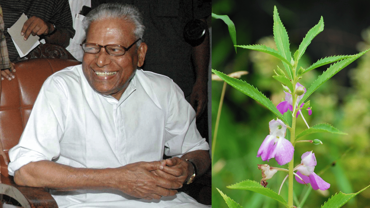 V.S. Achuthanandan:  ഏതു രാഷ്ട്രീയക്കാരനെ കിട്ടിയിട്ടുണ്ടെടോ ഇങ്ങനെ ഒരു അംഗീകാരം…   വിഎസ് അച്യുതാനന്ദന്റെ പേരിൽ ഒരു കാശി തുമ്പ പൂവ്