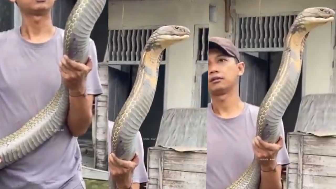 Viral Video: ദൈവമേ പാമ്പല്ലേ ഇത്! രാജവെമ്പാല അതൊക്കെ എന്ത്, തൂക്കിയെടുത്ത് യുവാവ് Viral Video: ദൈവമേ പാമ്പല്ലേ ഇത്! രാജവെമ്പാല അതൊക്കെ എന്ത്, തൂക്കിയെടുത്ത് യുവാവ്