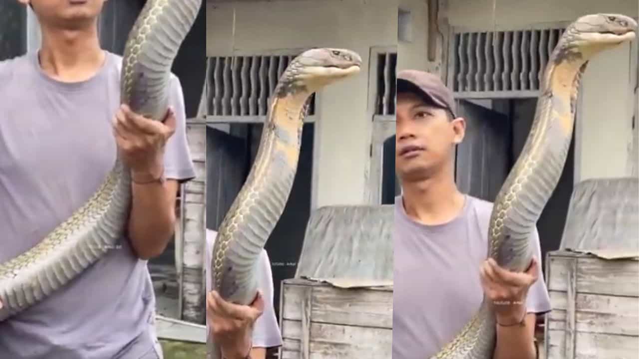 Viral Video: ദൈവമേ പാമ്പല്ലേ ഇത്! രാജവെമ്പാല അതൊക്കെ എന്ത്, തൂക്കിയെടുത്ത് യുവാവ് Viral Video: ദൈവമേ പാമ്പല്ലേ ഇത്! രാജവെമ്പാല അതൊക്കെ എന്ത്, തൂക്കിയെടുത്ത് യുവാവ്