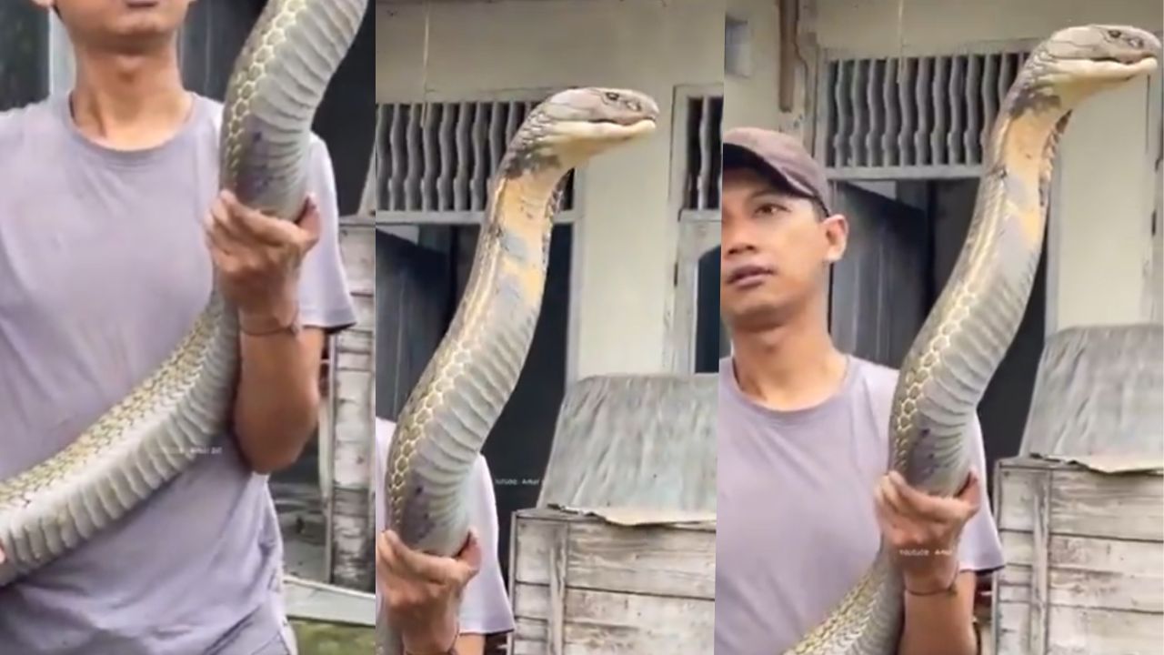 Viral Video: ദൈവമേ പാമ്പല്ലേ ഇത്! രാജവെമ്പാല അതൊക്കെ എന്ത്, തൂക്കിയെടുത്ത് യുവാവ്