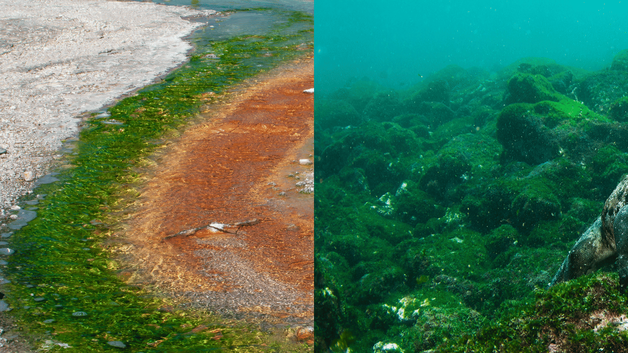 Microalgae in space: ബഹിരാകാശത്ത് ശുഭാംശു ശുക്ര മൈക്രോആൽഗെ വളർത്തി പഠനം, പ്രത്യേകതകൾ ഏറെയുണ്ടീ ഇത്തിരിക്കുഞ്ഞന്