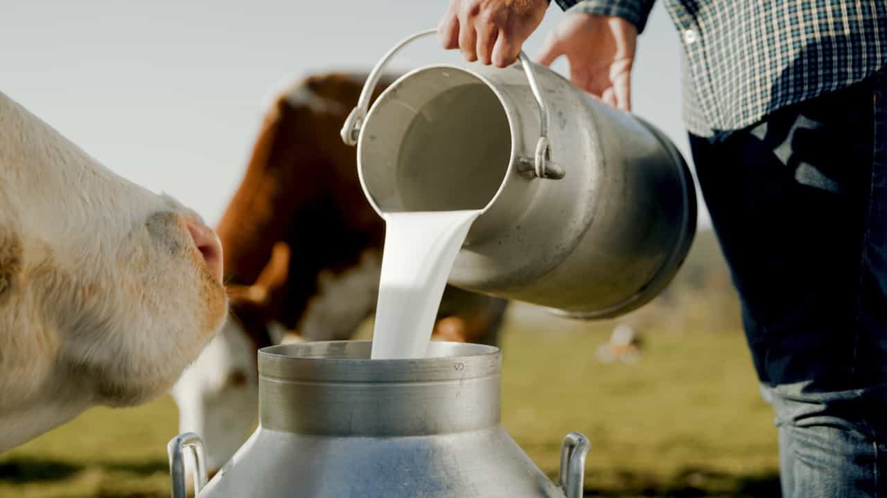 Non Veg Milk Issue: നോണ്‍ വെജ് പാല്‍ വേണ്ട, അമേരിക്കയോട് ഇന്ത്യയുടെ കടുംപിടുത്തം; കാരണം