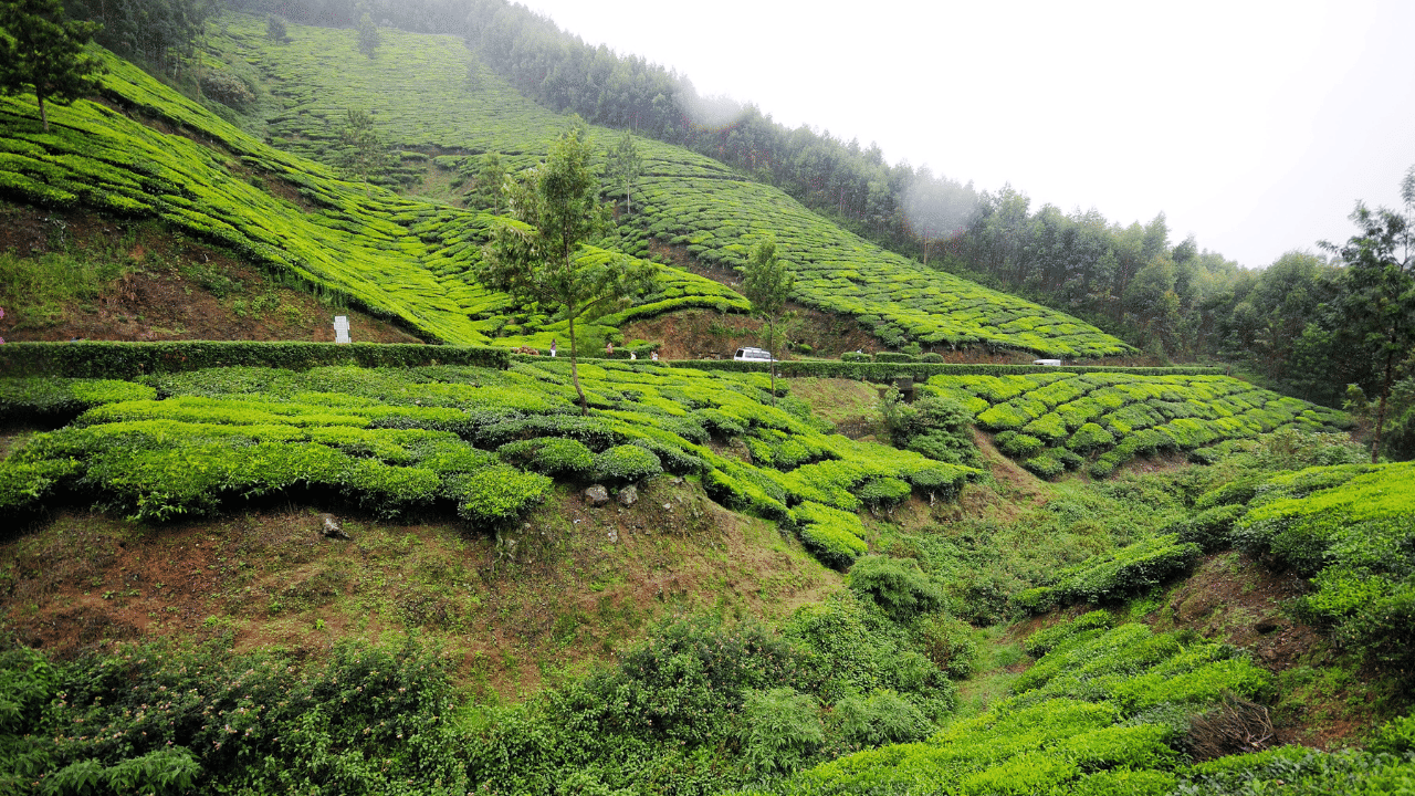 Munnar Travel: ആലപ്പുഴ വഴി കൊച്ചിയിലൂടൊരു മൂന്നാർ യാത്ര..; ഇതാ കിടിലം ഹിഡൻ സ്പോട്ടുകൾ