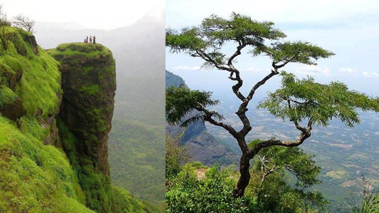 Palakkad Nelliyampathy Trip: നെല്ലിയാമ്പതിയിലെ നല്ല കാഴ്ച്ചകൾ; ഓറഞ്ച് വിളയുന്നത് എപ്പോൾ?