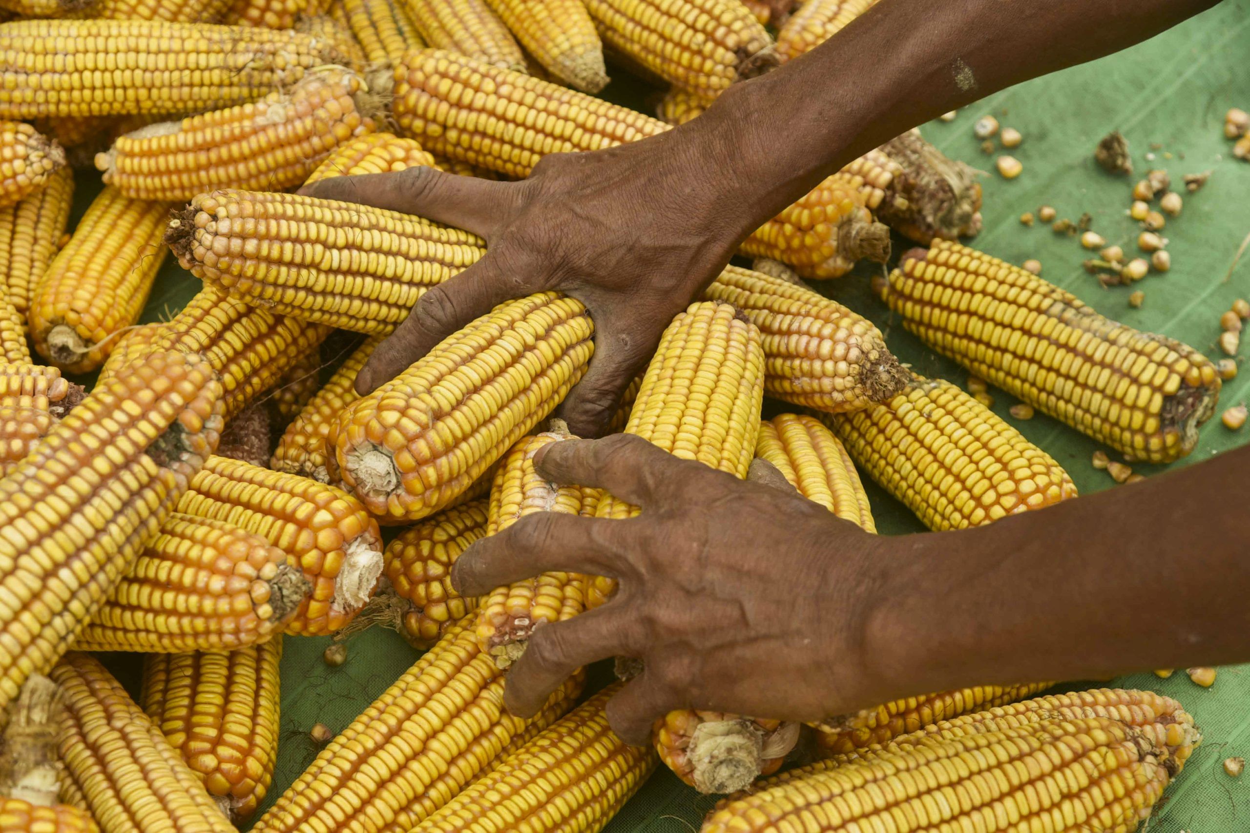 മിക്ക ആളുകളും കഴിക്കുന്ന ഒന്നാണ് ചോളം. വേവിച്ചും സാലഡുകളായും പല രീതിയിൽ ചോളം കഴിക്കാറുണ്ട്. എന്നാൽ നിങ്ങൾ ഒരു പ്രമേഹ രോ​ഗിയാണെങ്കിൽ, ചോളം കഴിക്കുന്നത് സുരക്ഷിതമാണോ എന്ന് ചിന്തിച്ചിട്ടുണ്ടോ? കൂടാതെ അത് നിങ്ങളുടെ രക്തത്തിലെ പഞ്ചസാരയുടെ അളവിനെ എങ്ങനെ ബാധിക്കുമെന്നും അറിഞ്ഞിരിക്കേണ്ടത് പ്രധാനമാണ്. (Image Credits: GettyImages/PTI) 
