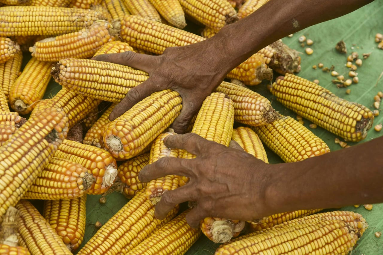 മിക്ക ആളുകളും കഴിക്കുന്ന ഒന്നാണ് ചോളം. വേവിച്ചും സാലഡുകളായും പല രീതിയിൽ ചോളം കഴിക്കാറുണ്ട്. എന്നാൽ നിങ്ങൾ ഒരു പ്രമേഹ രോഗിയാണെങ്കിൽ, ചോളം കഴിക്കുന്നത് സുരക്ഷിതമാണോ എന്ന് ചിന്തിച്ചിട്ടുണ്ടോ? കൂടാതെ അത് നിങ്ങളുടെ രക്തത്തിലെ പഞ്ചസാരയുടെ അളവിനെ എങ്ങനെ ബാധിക്കുമെന്നും അറിഞ്ഞിരിക്കേണ്ടത് പ്രധാനമാണ്. (Image Credits: GettyImages/PTI)