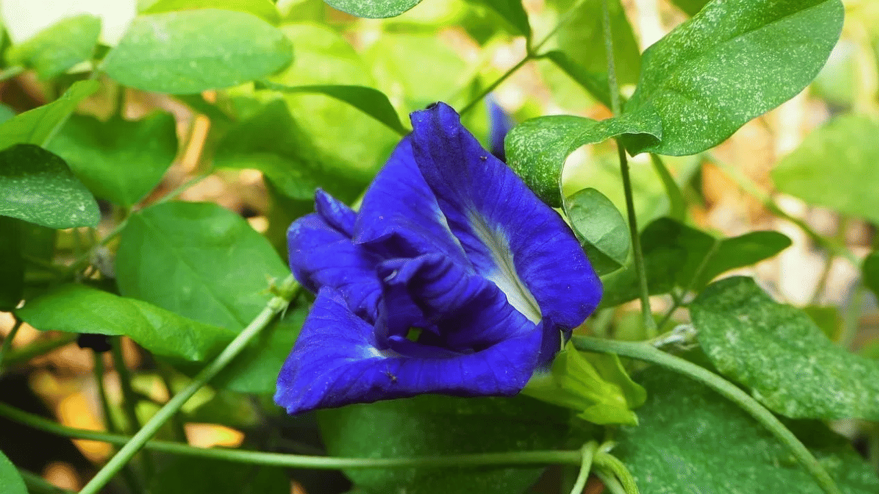 Sleeping issues: ഉറങ്ങുന്നുണ്ട്, എന്നാൽ ഉറങ്ങുന്നില്ല…ഉറക്കത്തിന്റെ ദഹനക്കേടിന് മരുന്ന് ശംഖു പുഷ്പമോ?