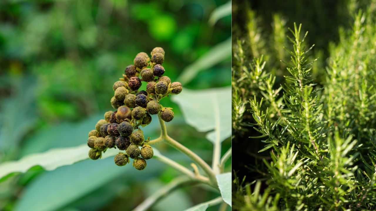 Reetha vs Rosemary: റീത്തയാണോ റോസ്മേരിയാണോ മുടി വളരാൻ ഏറ്റവും നല്ലത്! അറിയാം ഗുണങ്ങൾ Reetha vs Rosemary: റീത്തയാണോ റോസ്മേരിയാണോ മുടി വളരാൻ ഏറ്റവും നല്ലത്! അറിയാം ഗുണങ്ങൾ