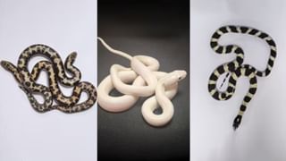 Child Death: തിളച്ച കടലക്കറിയില്‍ വീണ് ഒന്നരവയസ്സുകാരിക്ക് ദാരുണാന്ത്യം; 2 വര്‍ഷം മുന്‍പ് സമാനമായ രീതിയില്‍ സഹോദരിയും മരിച്ചു