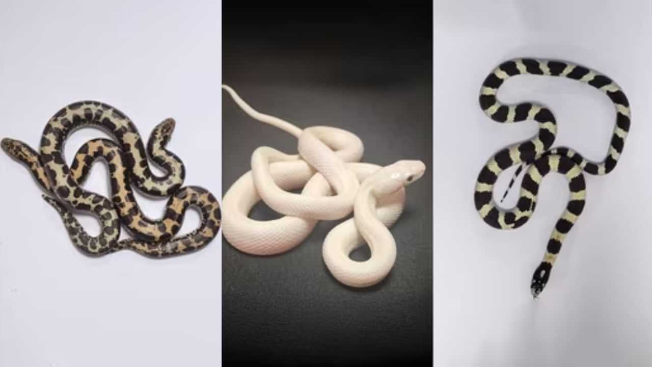 പോയത് ഒറ്റയ്ക്ക് വന്നത് 16 പാമ്പുകളുമായി; തായ്‌ലാന്‍ഡില്‍ നിന്നും വീണ്ടും ഉരഗക്കടത്ത്