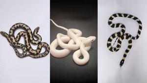 പോയത് ഒറ്റയ്ക്ക് വന്നത് 16 പാമ്പുകളുമായി; തായ്‌ലാന്‍ഡില്‍ നിന്നും വീണ്ടും ഉരഗക്കടത്ത്