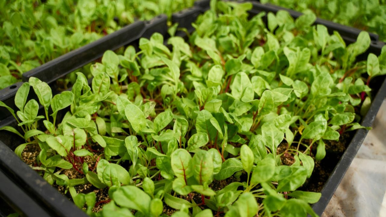 ഇലക്കറികളിലാണ് ധാരാളം കെമിക്കലുകള് പൊതുവേ ഉപയോഗിക്കുന്നത്. കറിവേപ്പില, മല്ലിയില, പുതിനയില പോലുള്ള ഇലക്കറികള് കീടനാശിനികള് ഉണ്ടെന്ന് ഉറപ്പിക്കാം. അതില് നിന്നും വിഷാംശം നീക്കം ചെയ്യുന്നതിനായി വിനാഗിരി ലായനിയിലോ അല്ലെങ്കില് വാളന്പുളി ലായനിയിലോ 15 മിനിറ്റ് മുക്കിവെക്കാം.