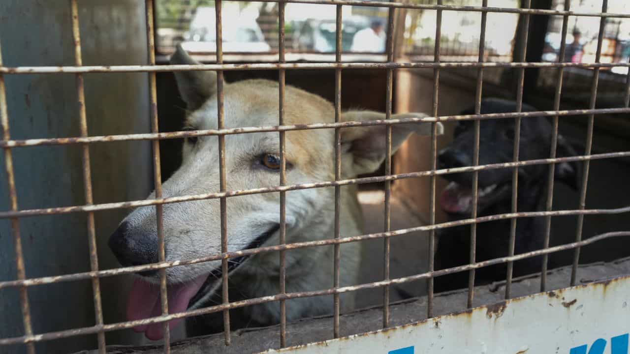 Kozhikode Stray Dog: കോഴിക്കോട് പന്തീരങ്കാവില് മൂന്നുപേരെ കടിച്ച നായയ്ക്ക് പേവിഷബാധ സ്ഥിരീകരിച്ചു Kozhikode Stray Dog: കോഴിക്കോട് പന്തീരങ്കാവില് മൂന്നുപേരെ കടിച്ച നായയ്ക്ക് പേവിഷബാധ സ്ഥിരീകരിച്ചു