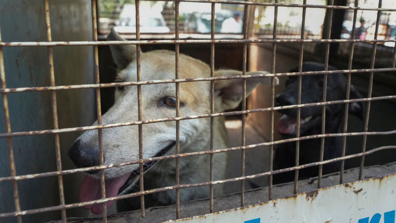 Kozhikode Stray Dog: കോഴിക്കോട് പന്തീരങ്കാവില്‍ മൂന്നുപേരെ കടിച്ച നായയ്ക്ക് പേവിഷബാധ സ്ഥിരീകരിച്ചു