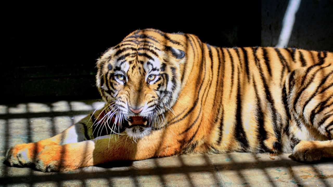 Thiruvananthapuram Zoo Tiger Attack: തിരുവനന്തപുരം മൃഗശാലയിലെ കടുവയുടെ ആക്രമണം; സംഭവം കൂട് കഴുകുന്നതിനിടെ, സൂപ്പർവൈസർക്ക് പരിക്ക്