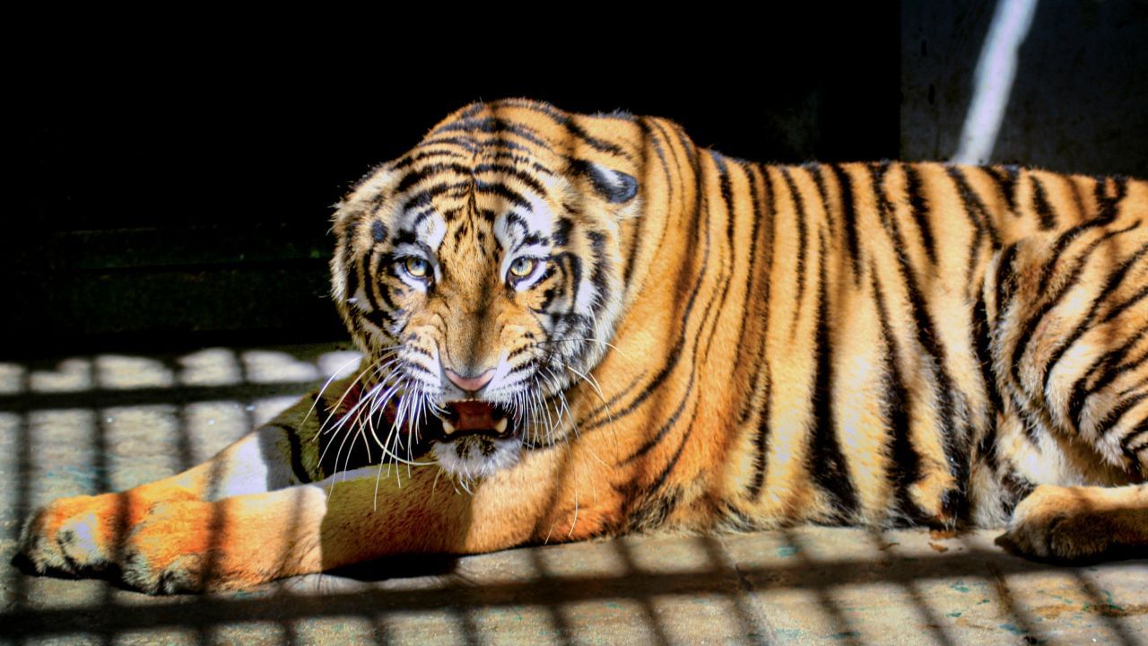 Thiruvananthapuram Zoo Tiger Attack: തിരുവനന്തപുരം മൃഗശാലയിലെ കടുവയുടെ ആക്രമണം; സംഭവം കൂട് കഴുകുന്നതിനിടെ, സൂപ്പർവൈസർക്ക് പരിക്ക്