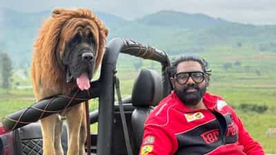 Viral News: കണ്‍മുന്നില്‍ കണ്ട കാഴ്ച വിനോദസഞ്ചാരികളെ ഞെട്ടിച്ചു; അത് സിംഹമോ, അതോ നായയോ?