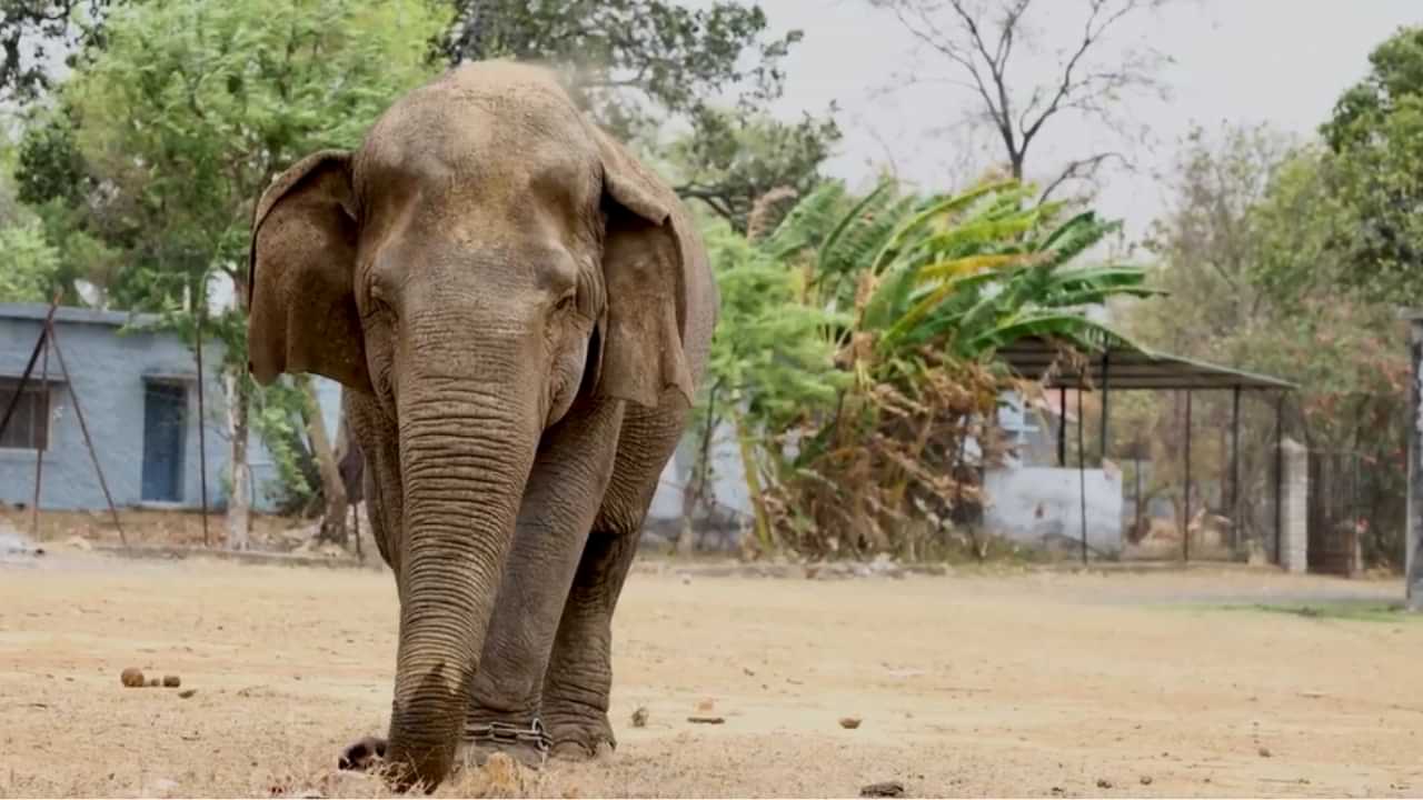 Valsala Elephant: കേരളത്തിൽ ജനിച്ച ഏഷ്യയിലെ ആന മുത്തശ്ശി വത്സല ചെരിഞ്ഞു
