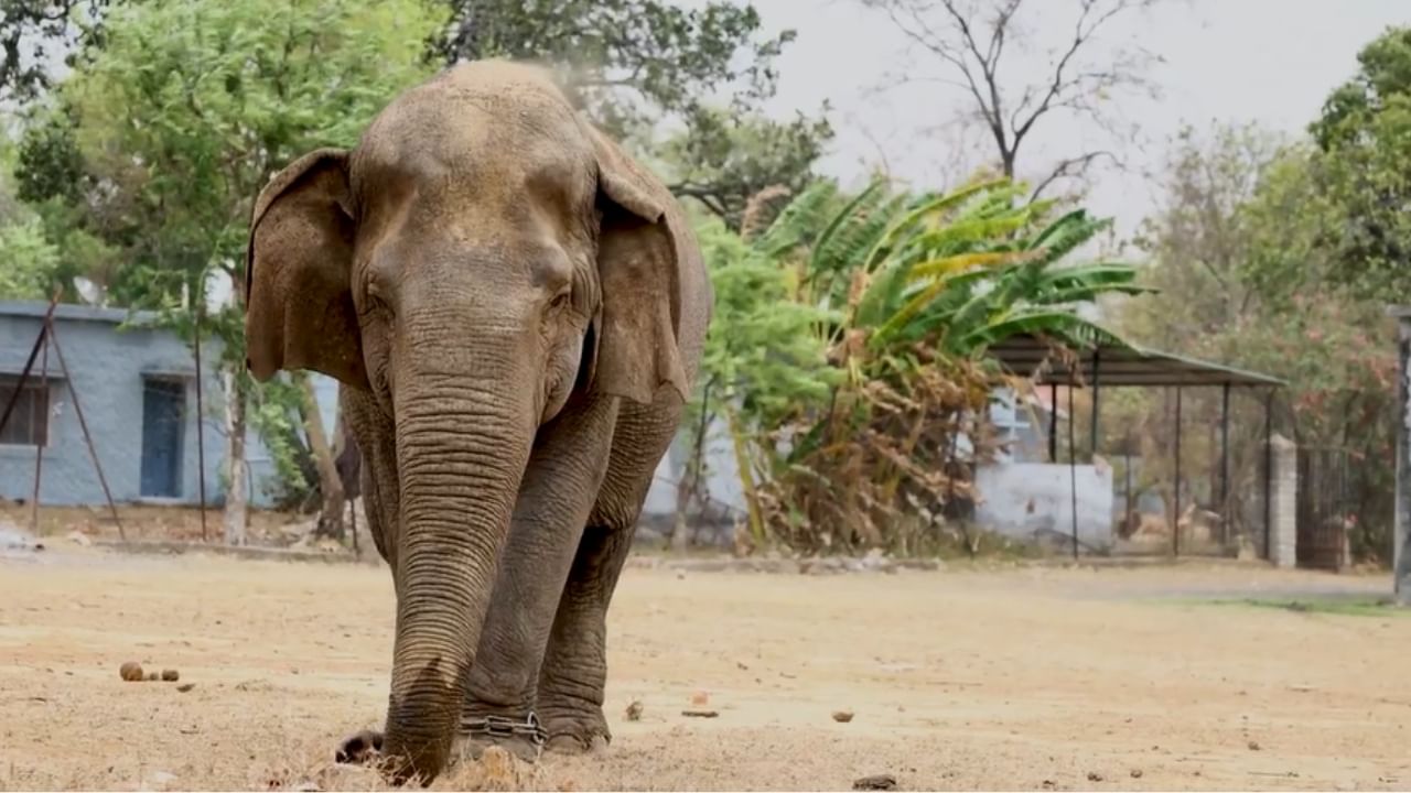 Valsala Elephant: കേരളത്തിൽ ജനിച്ച ഏഷ്യയിലെ ആന മുത്തശ്ശി ‘വത്സല’ ചെരിഞ്ഞു