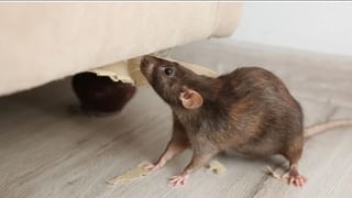 Viral News: കുത്തിവെയ്പ്പെടുക്കാൻ  95-വയസ്സുകാരി നടന്നത് 20 കി.മി